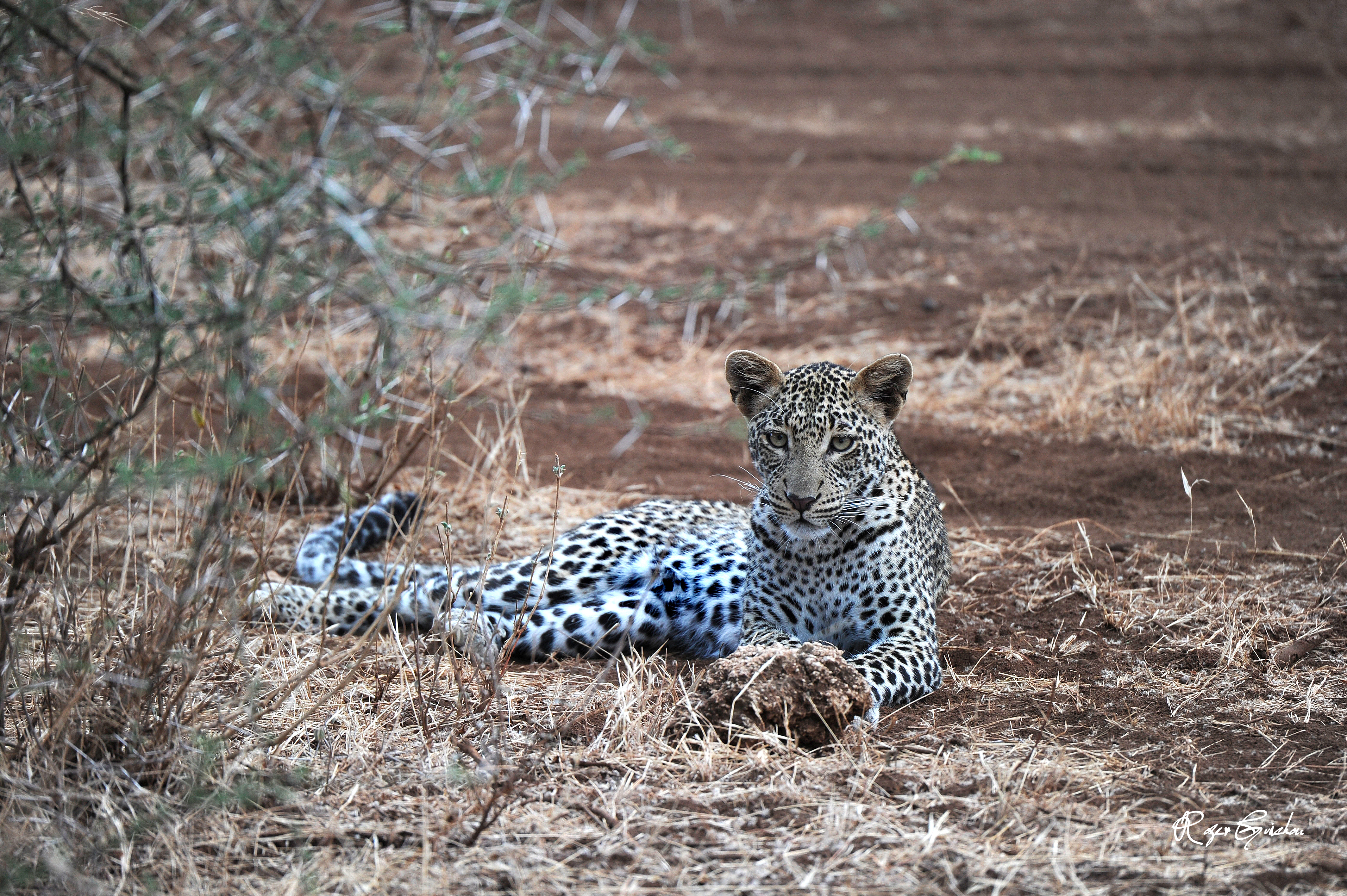 observation mammifère léopard